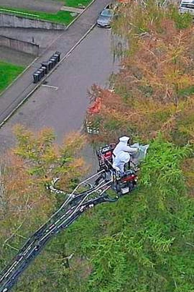 Das Nest befand sich in luftiger Hhe.  | Foto: Freiwillige Feuerwehr Lrrach