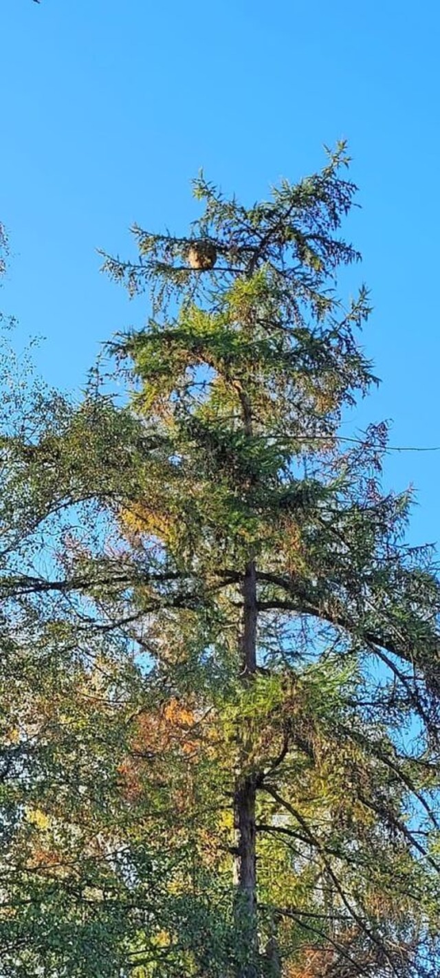 Das Nest befand sich in luftiger Hhe.  | Foto: Freiwillige Feuerwehr Lrrach