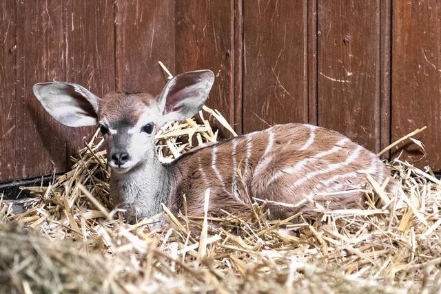 Nachwuchs im Antilopenhaus des Zoos