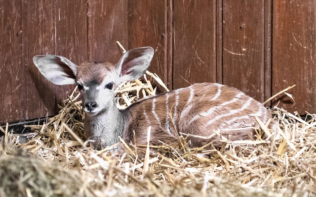 Das ist der Kleine Kudu-Bock. Er heit Vitu.  | Foto: Zoo Basel