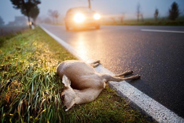 Im Herbst hufen sich Wildunflle - wo mssen Autofahrer jetzt besonders aufpassen?