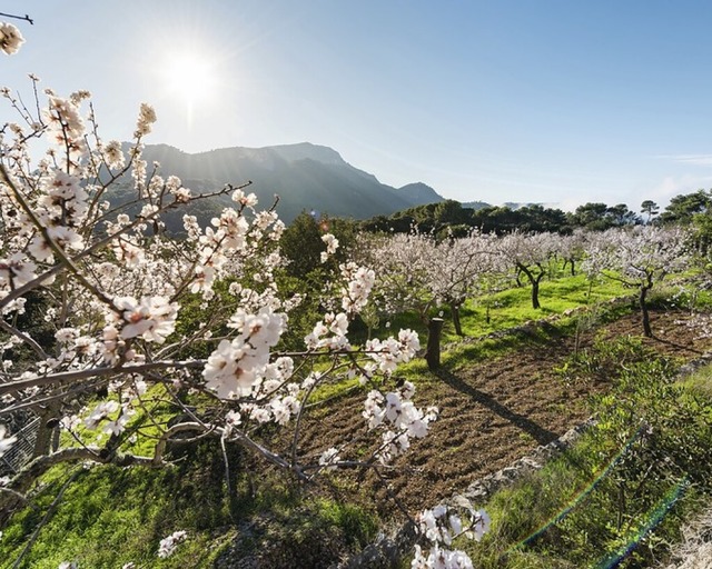 Ein bezauberndes Naturerlebnis auf den Balearen.  | Foto: Sebas Adrover/Shutterstock.com