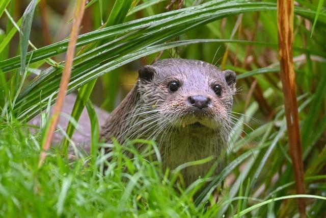 Der Fischotter ist zurck in Baden-Wrttemberg - und versetzt Fischzchter in Alarmbereitschaft