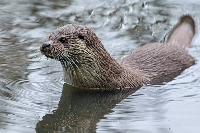 Der Fischotter habe sich entlang der D...und Ehingen, angesiedelt. (Archivbild)  | Foto: Patrick Pleul (dpa)