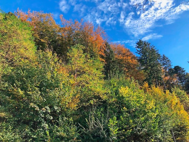 Die Klimaanpassung des Waldes bleibt wichtige Aufgabe in der Gemeinde.  | Foto: Joachim Wrger