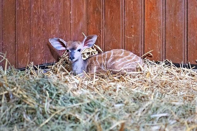 Im Antilopenhaus des Basler Zoos gibt es Nachwuchs