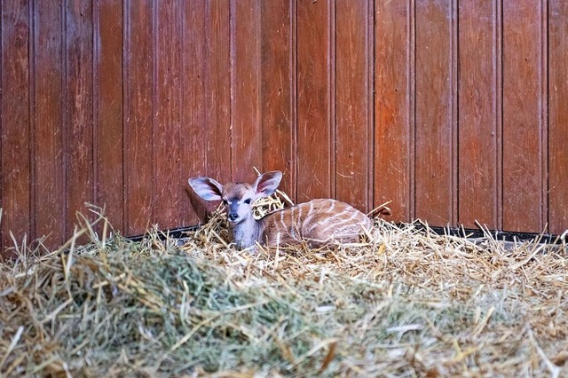 Das ist der Kleine Kudu-Bock. Er heit Vitu.  | Foto: Zoo Basel