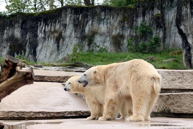 Im Karlsruher Zoo sind zwei Eisbren geboren worden - doch ob sie berleben, ist noch offen