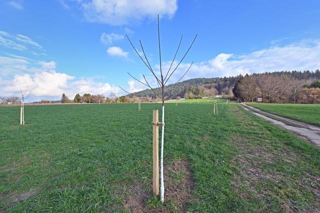 Darum ist der Grundstcksdeal auf der "Hhe" in Freiburg-Zhringen zu verschmerzen