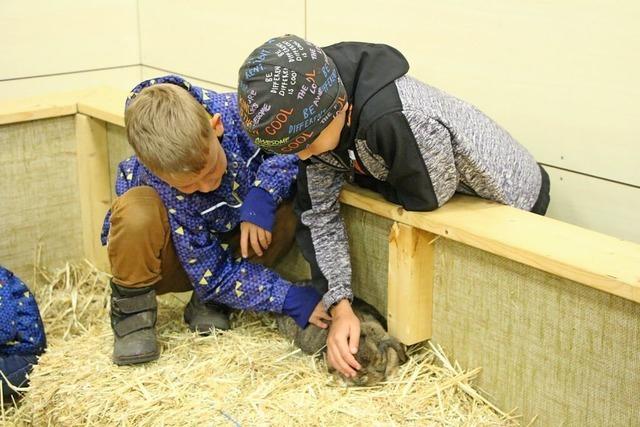 Besucher freuen sich an den schnen Hhnern und Kaninchen