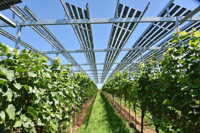 Mancherorts wchst Wein unter PV-Anlag...n Denzlingen sollen Erdbeeren wachsen.  | Foto: Benedikt Sommer