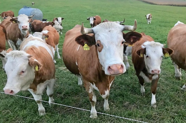 Milch- und Fleischkonsum sind in Deuts...kgrflerland immer weniger Tierhalter.  | Foto: Jutta Schtz