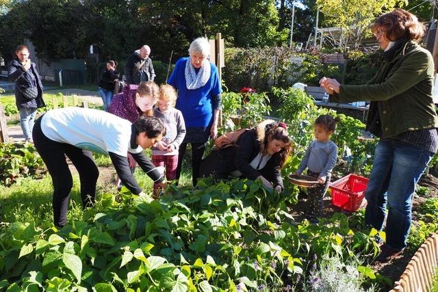 Vandalismus und Gemse-Diebstahl:  Urban-Gardening-Projekt im Weiler Rheinpark setzt nun auf Blumen