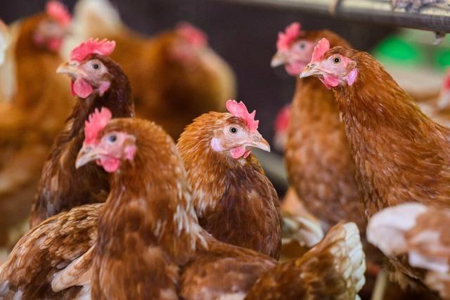 Unbekannte stehlen in Weil am Rhein fnf Hennen und zwei Hhne