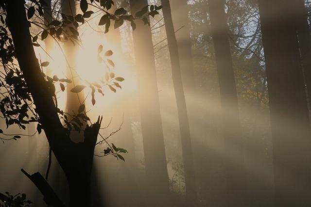 Der Mllheimer Wald wirft kaum noch Ertrge ab - trotzdem wollen die Grnen die Einschlge weiter reduzieren.