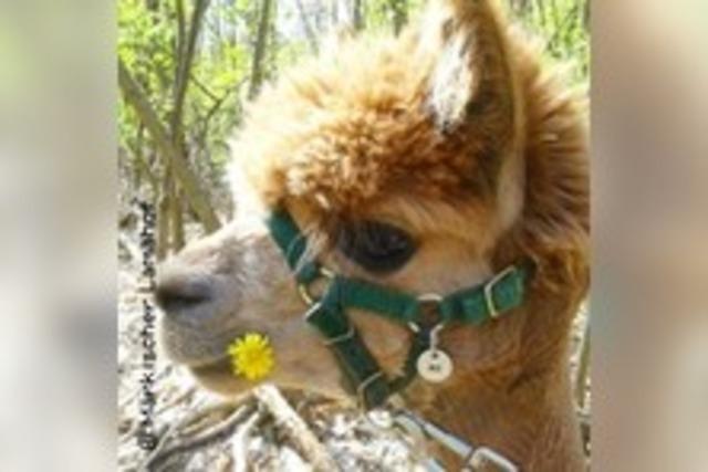 Lama- und Alpakawanderung