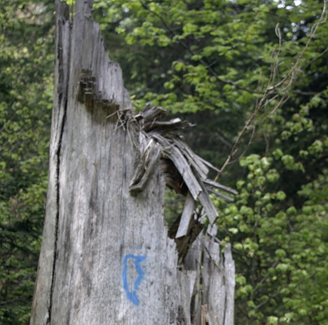 Das klimaangepasste Waldmanagement sie...leiben  zur Zersetzung auf der Flche.  | Foto: Christoph Schennen