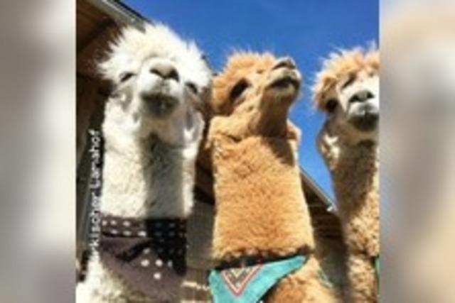 Mit Lama und Alpaka auf Du-und-Du / Begegnung auf der Weide