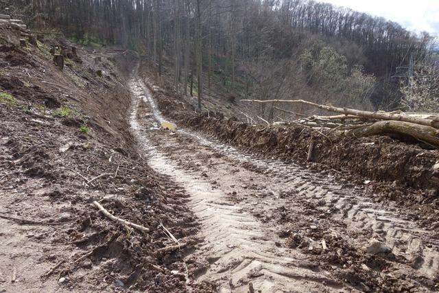 Der Stadtwald in Lrrach steht vor einem Umbau