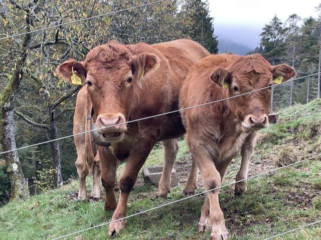 Neugierige Khe am Wegesrand  | Foto: Silke Kohlmann