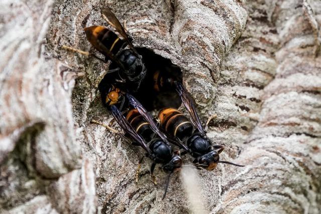 Gehufte Nestfunde: Die Asiatische Hornisse droht, sich im Markgrflerland explosionsartig zu vermehren