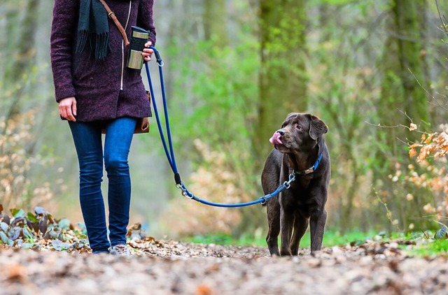 Um die Hundesteuer wurde im Hasler Gemeinderat eifrig debattiert.  | Foto: Christophe Gateau (dpa)