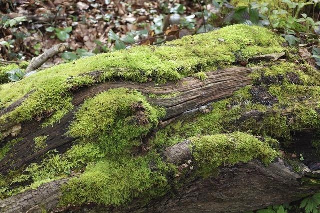 Ortschaftsrte diskutieren ber Lrracher Wald