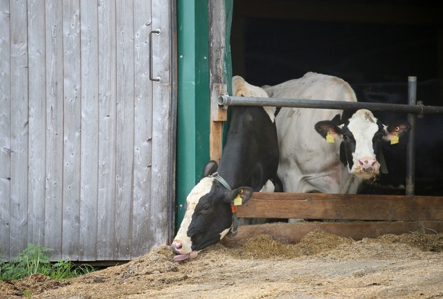 Erneut stehen Landwirte im Allg&auml;u...em Landgericht Memmingen. (Archivbild)  | Foto: Karl-Josef Hildenbrand/dpa