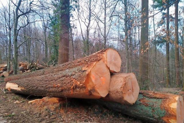 Schluchsee erwirtschaftet mehr Gewinn als geplant mit seinem Wald