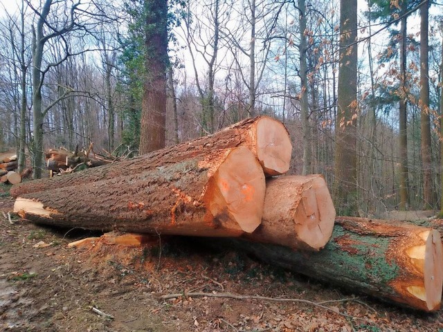 Schluchsee erwirtschaftet groes Plus mit seinem Wald  | Foto: Siri Schleip