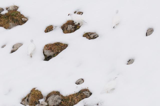 Sehen Sie die Alpenschneehhner?  | Foto: Naturfoto Hofmann