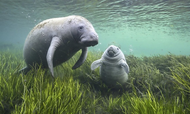   | Foto: Jason Gulley, Wildlife Photographer of the Year 