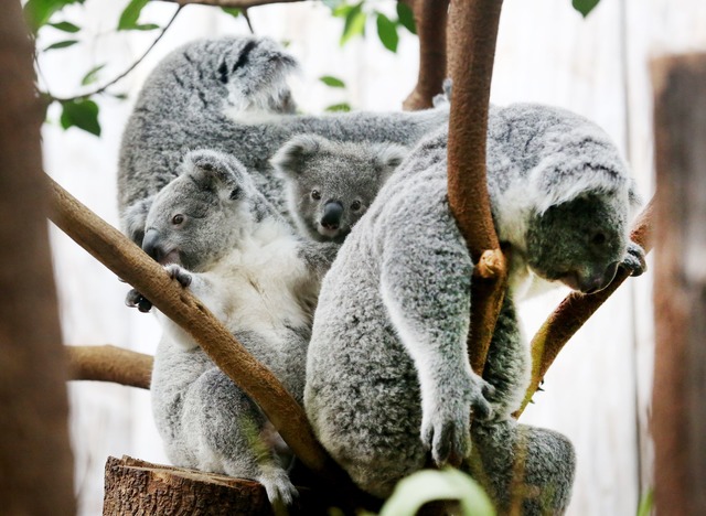 Der Duisburger Zoo ist europaweit Spez...d Zoo-Haltung der Koalas. (Archivbild)  | Foto: Roland Weihrauch/dpa