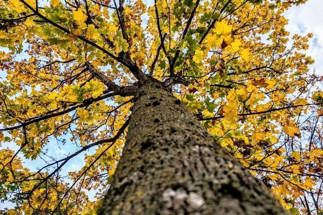 Ab ins Winterquartier mit den Sensibelchen: Das mssen Gartenbesitzer jetzt tun