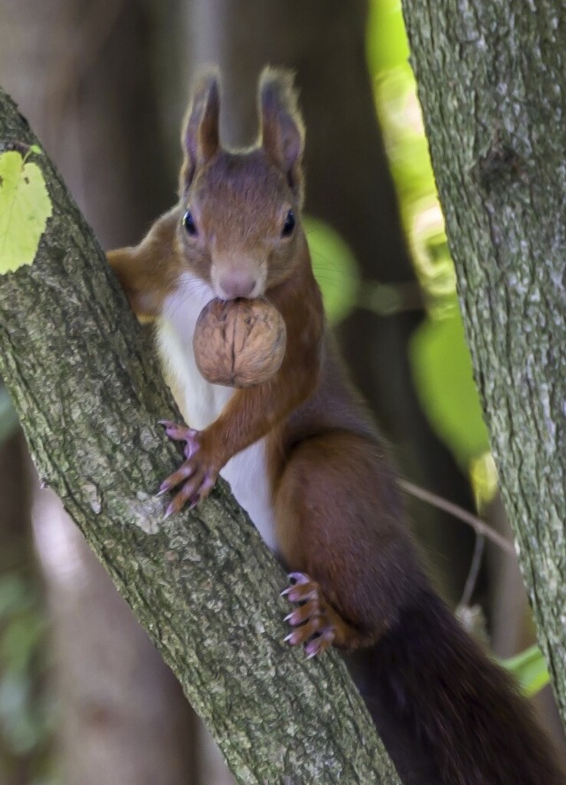   | Foto: Bernd Wehrle