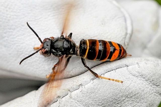 In Hasel ist ein Nest der Asiatischen Hornisse entdeckt worden