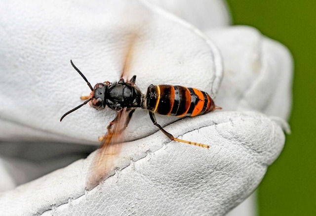 Die Asiatische Hornisse kann fr heimische Bienenvlker zum Problem werden.  | Foto: Axel Heimken (dpa)