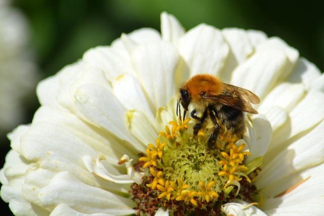 „Die Welt der Bienen“