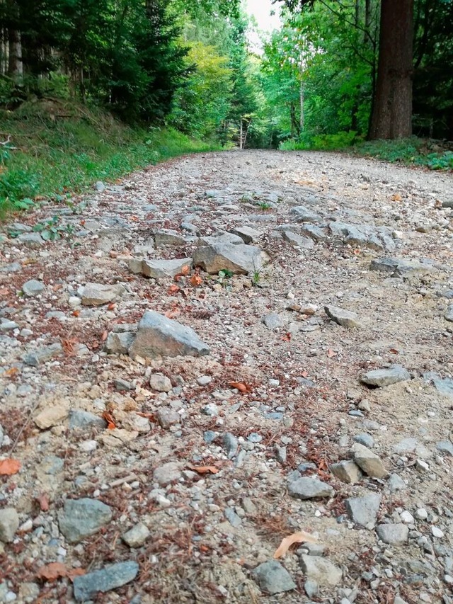 Gerll mache die Waldwege gefhrlich, beklagen die Wiedener (Symbolfoto)  | Foto: Andrea Drescher