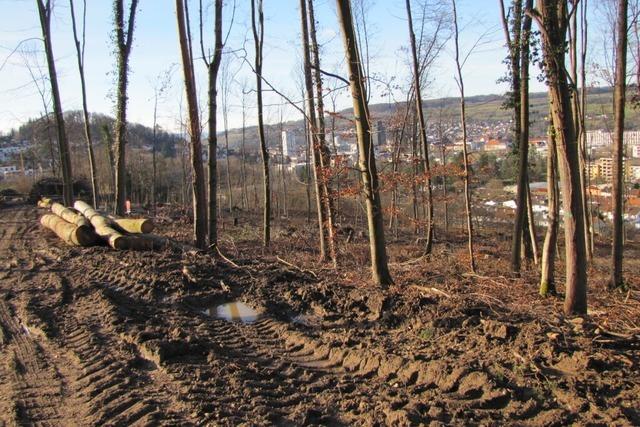 Die Bewirtschaftung des Lrracher Walds wird von Gemeinderten kritisch gesehen