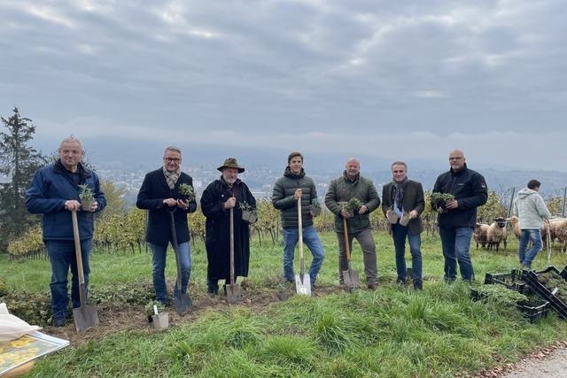 Mehr Nachhaltigkeit durch Schafe im Lahrer Weinberg