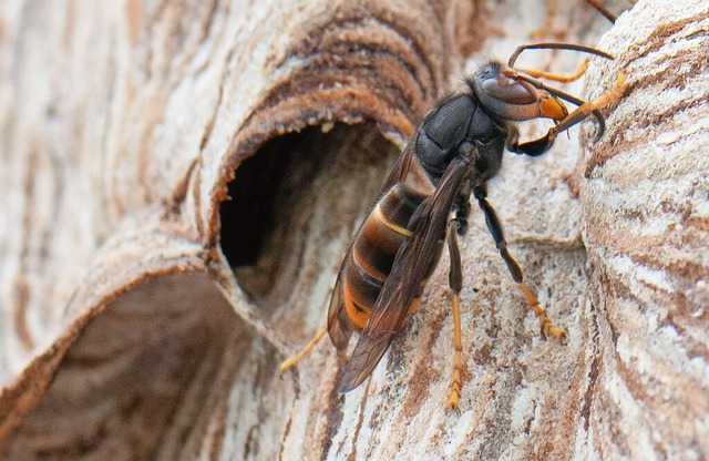 Die Asiatische Hornisse ist eine invas... heimische Honigbiene ganz oben steht.  | Foto: Boris Roessler (dpa)