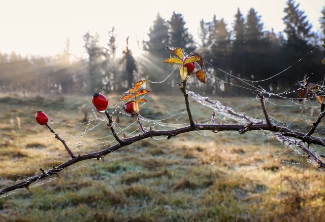 Nebel und k&uuml;hles Wetter bringt di...ember-Woche in Baden-W&uuml;rttemberg.  | Foto: Thomas Warnack/dpa