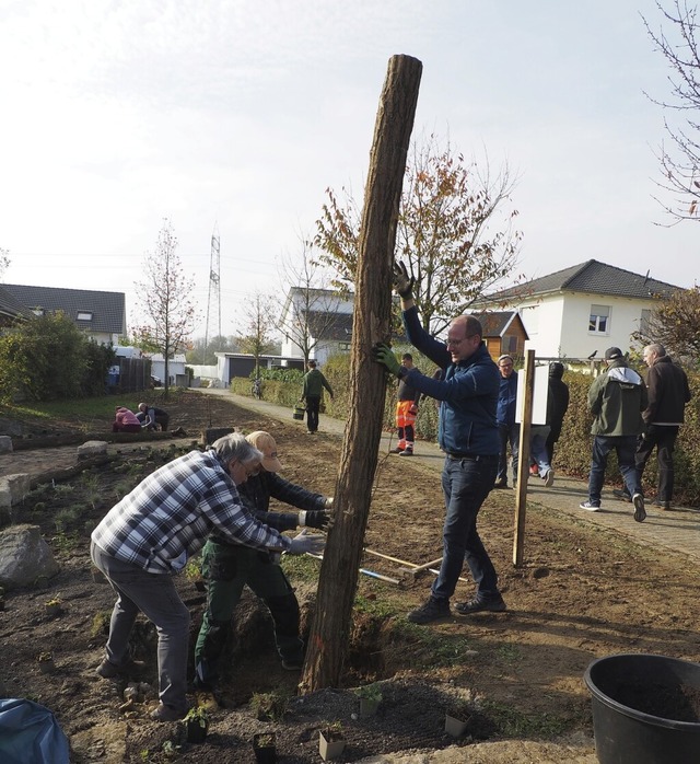 Um einen Stamm, den Bauamtsleiter Ulri... wurde eine Eidechsenburg aufgehgelt.  | Foto: Herbert Frey