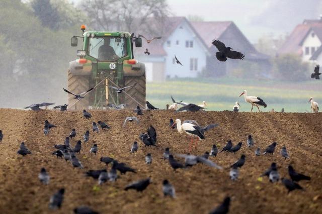 Freche Krhen und fehlende Auszahlungen: Die Landwirte in Emmendingen haben einige Sorgen