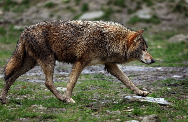 Ein Wolf wurde in der Rheinebene s&uum...reiburg gesichtet. (Foto-Illustration)  | Foto: Karl-Josef Hildenbrand/dpa