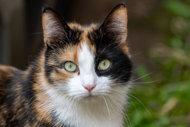 Ein Kater ist mit einem Pfeil verletzt worden. (Symbolbild)  | Foto: Stefan Sauer/dpa