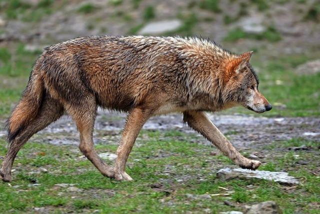 Wieder ein Wolf auf Mllheimer Gebiet gesichtet