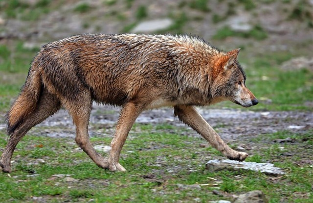 Wlfe wandern zu. Dieses Exemplar  all...t durch sein Gehege in einem Wildpark.  | Foto: Karl-Josef Hildenbrand (dpa)