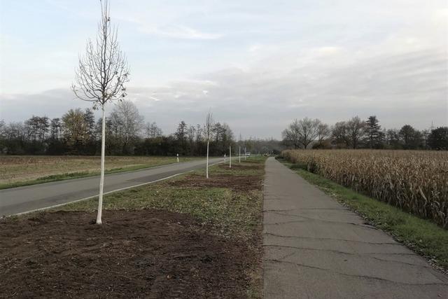 Neue Winterlinden am Radweg gepflanzt